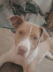 Found/Stray Female Dog last seen Bridge , Jonesboro, AR 72401