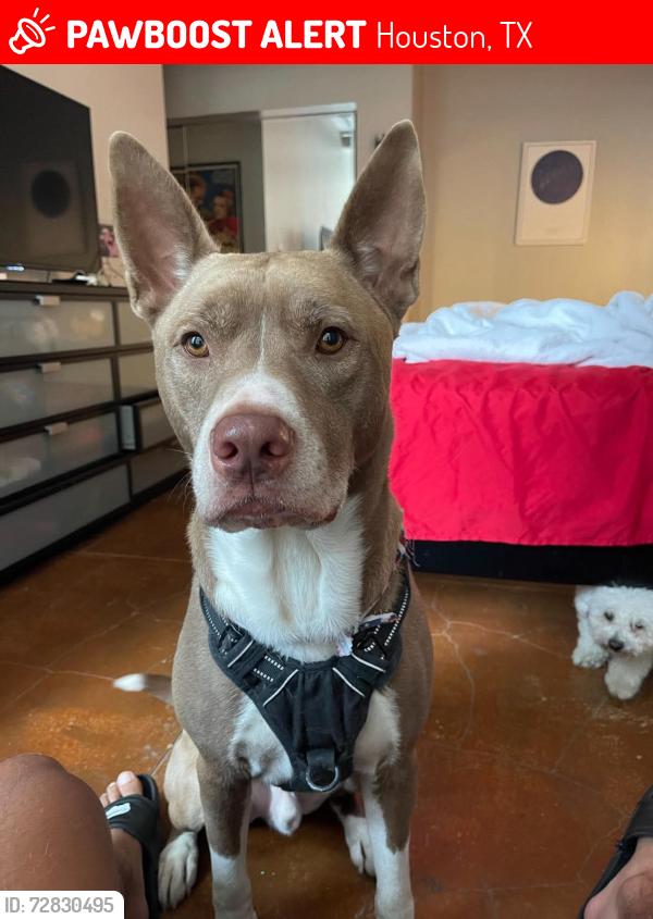Lost Male Dog last seen Buffalo Bayou Park, Houston, TX 77019