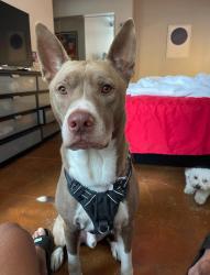 Lost Male Dog last seen Buffalo Bayou Park, Houston, TX 77019