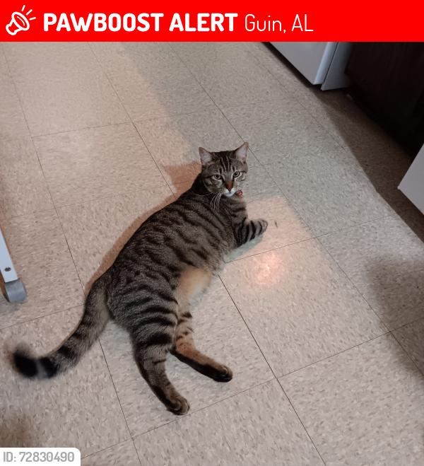 Lost Male Cat last seen Near Burleson Rd, Guin, AL, Guin, AL 35563