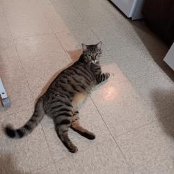 Lost Male Cat last seen Near Burleson Rd, Guin, AL, Guin, AL 35563