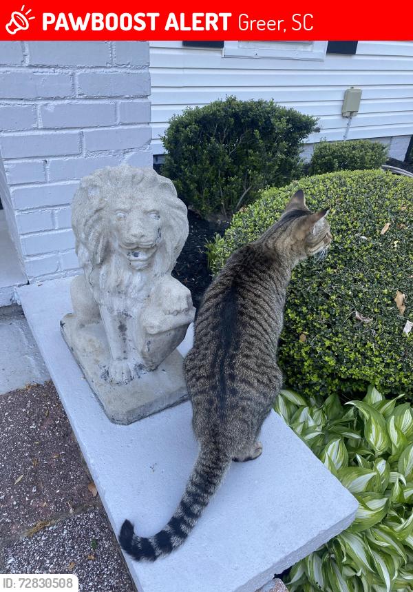 Lost Male Cat last seen Century Park, Greer, SC 29650