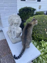 Lost Male Cat last seen Century Park, Greer, SC 29650