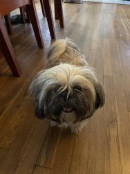 Lost Female Dog last seen Near , Joshua, TX 76058