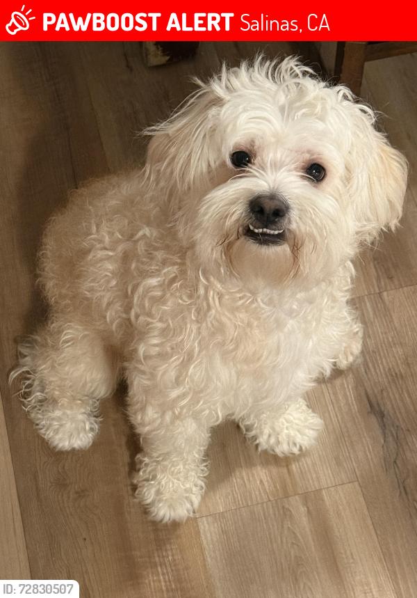 Lost Male Dog last seen Sherwood Dr neighborhood, Salinas, CA 93901