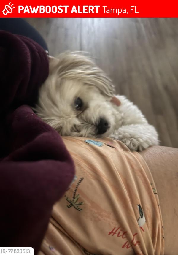 Lost Female Dog last seen St Clair and 9 , Tampa, FL 33605
