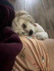 Lost Female Dog last seen St Clair and 9 , Tampa, FL 33605