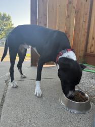 Found/Stray Male Dog last seen Terrilyn, San Jose, CA 95122
