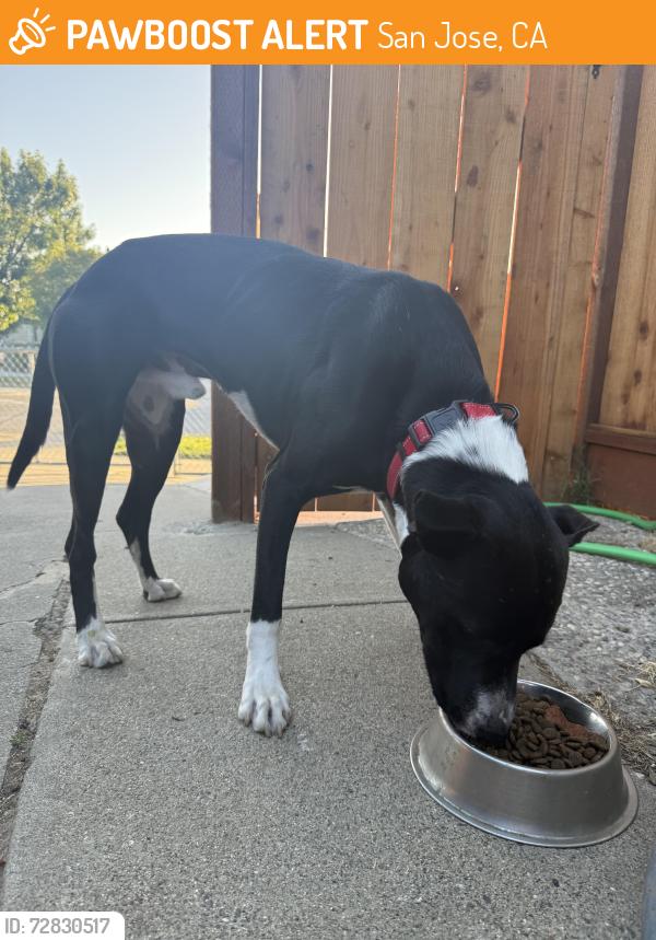 Found/Stray Male Dog last seen Terrilyn, San Jose, CA 95122