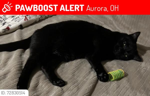 Lost Female Cat last seen Crackel and Eggleston , Aurora, OH 44202