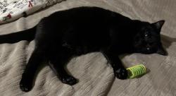 Lost Female Cat last seen Crackel and Eggleston , Aurora, OH 44202