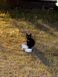 Found/Stray Unknown Cat last seen East end ave , Durham, NC 27703