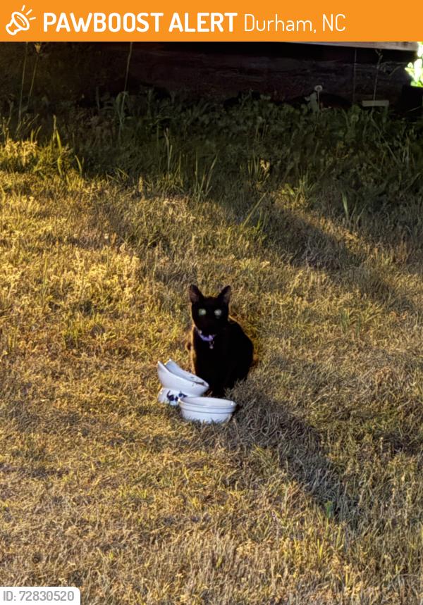 Found/Stray Unknown Cat last seen East end ave , Durham, NC 27703
