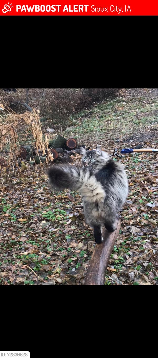 Lost Female Cat last seen West street, Sioux City, IA 51103