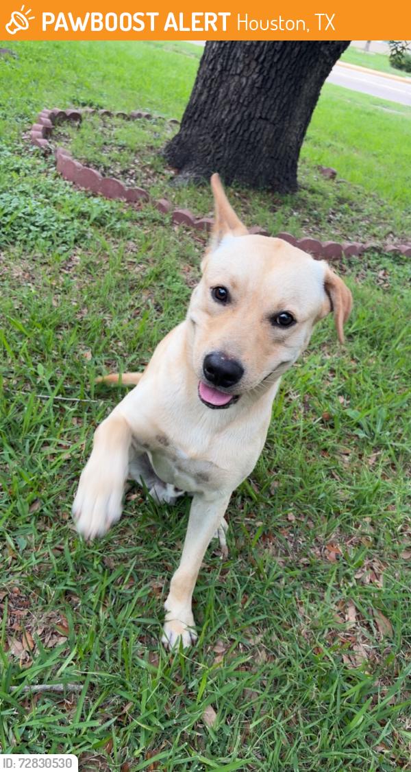 Found/Stray Male Dog last seen Keith harrow blvd and gretna green dr, Houston, TX 77084