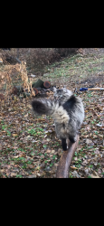 Lost Female Cat last seen West street, Sioux City, IA 51103