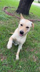 Found/Stray Male Dog last seen Keith harrow blvd and gretna green dr, Houston, TX 77084