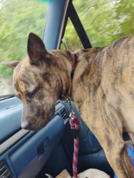 Reunited Female Dog last seen 81st and Beverly , Prairie Village, KS 66208