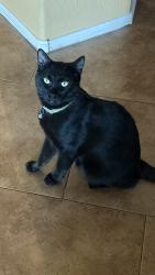 Lost Male Cat last seen Greenway and 15th ave, Phoenix, AZ 85023