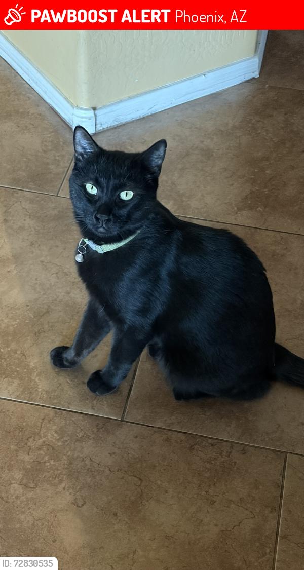 Lost Male Cat last seen Greenway and 15th ave, Phoenix, AZ 85023