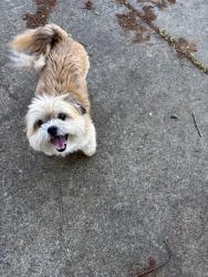 Found/Stray Male Dog last seen Near Ne 43rd ave, Vancouver, WA 98665