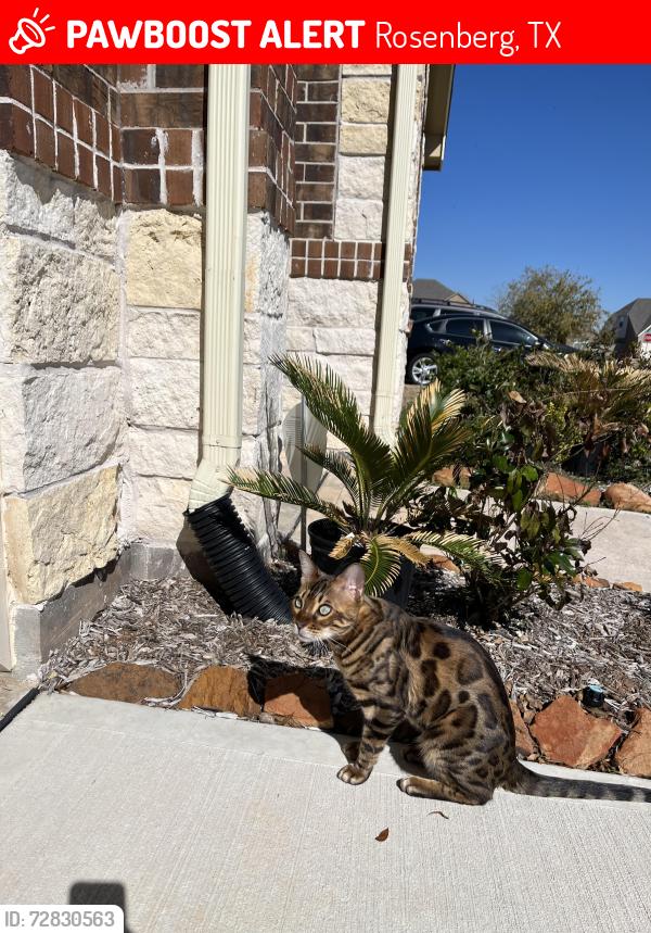 Lost Male Cat last seen Mason way Rosenberg , Rosenberg, TX 77471