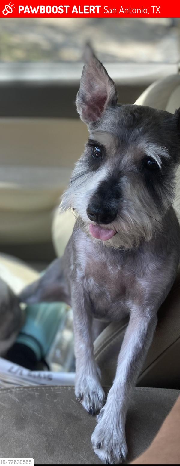 Lost Female Dog last seen Vance jackson , San Antonio, TX 78213