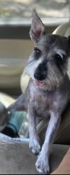 Lost Female Dog last seen Vance jackson , San Antonio, TX 78213