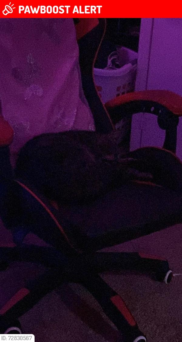 Lost Male Cat last seen Near Pembroke Street SW, 29469 Ocean Isle Beach, Ocean Isle Beach, NC 28469