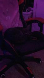 Lost Male Cat last seen Near Pembroke Street SW, 29469 Ocean Isle Beach, Ocean Isle Beach, NC 28469