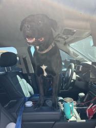 Found/Stray Male Dog last seen Lindell and Pyle , Enterprise, NV 89141