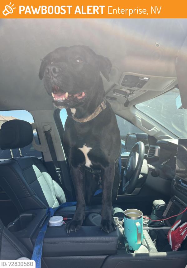 Found/Stray Male Dog last seen Lindell and Pyle , Enterprise, NV 89141