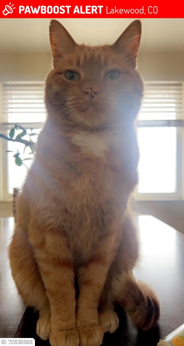 Lost Male Cat last seen S Independence court Lakewood co, Lakewood, CO 80227