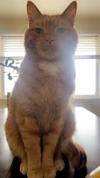 Lost Male Cat last seen S Independence court Lakewood co, Lakewood, CO 80227