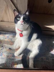 Lost Male Cat last seen NW hills and Hilliard, San Marcos, TX 78666
