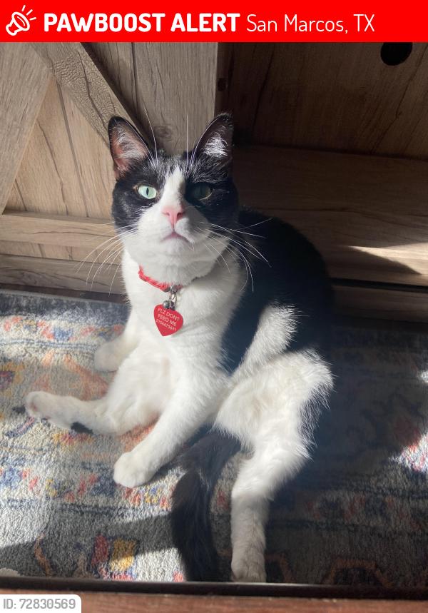 Lost Male Cat last seen NW hills and Hilliard, San Marcos, TX 78666