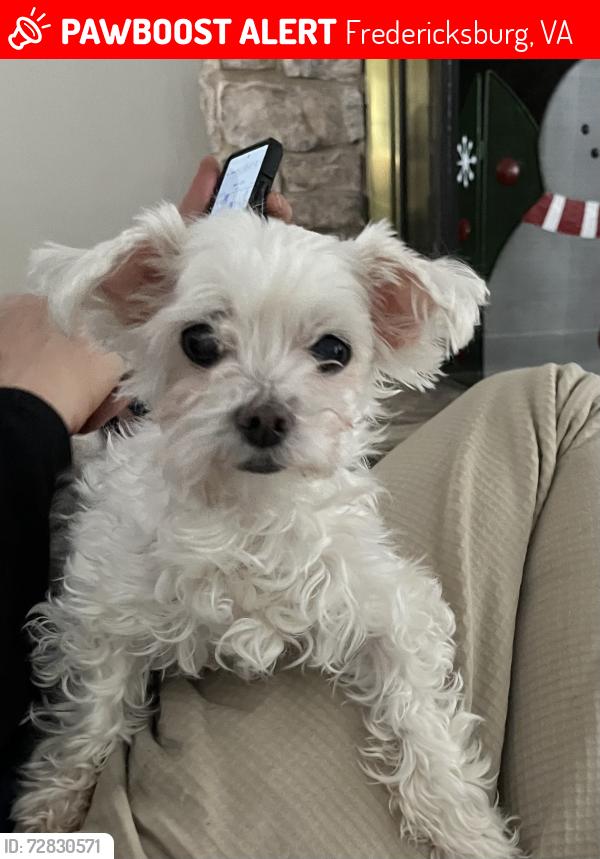 Lost Male Dog last seen Chewning Lane near Wawa, Fredericksburg, VA 22407