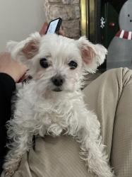 Lost Male Dog last seen Chewning Lane near Wawa, Fredericksburg, VA 22407