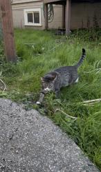 Found/Stray Unknown Cat last seen Found off sand point way driveways behind the organ repair shop , Seattle, WA 98125