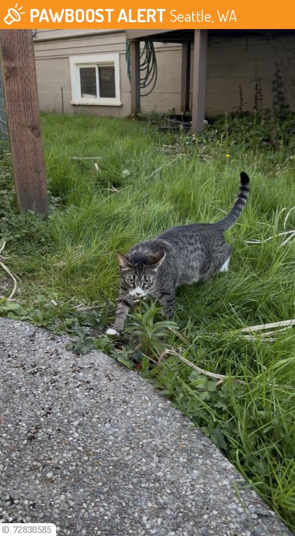 Found/Stray Unknown Cat last seen Found off sand point way driveways behind the organ repair shop , Seattle, WA 98125