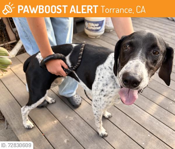 Found/Stray Male Dog last seen Anza avenue and west 238th st, Torrance, CA 90505