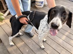 Found/Stray Male Dog last seen Anza avenue and west 238th st, Torrance, CA 90505