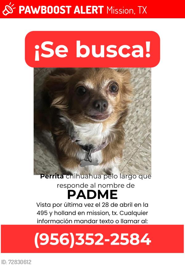 Lost Female Dog last seen Near y holland, Mission, TX 75872