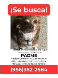 Lost Female Dog last seen Near y holland, Mission, TX 75872