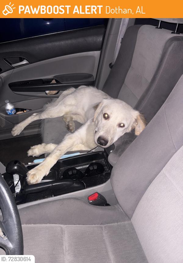 Found/Stray Female Dog last seen Ross Clark Circle and Highland , Dothan, AL 36301