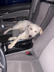 Found/Stray Female Dog last seen Ross Clark Circle and Highland , Dothan, AL 36301