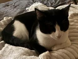 Lost Male Cat last seen Glenside s reading, Reading, PA 19601