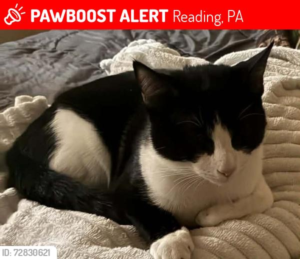 Lost Male Cat last seen Glenside s reading, Reading, PA 19601