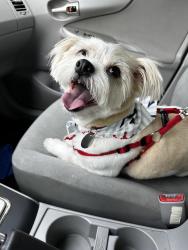 Lost Male Dog last seen West Boulevard, Bellaire, Bosworth, west 105th, Cleveland, OH 44111