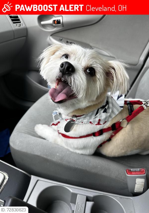 Lost Male Dog last seen West Boulevard, Bellaire, Bosworth, west 105th, Cleveland, OH 44111